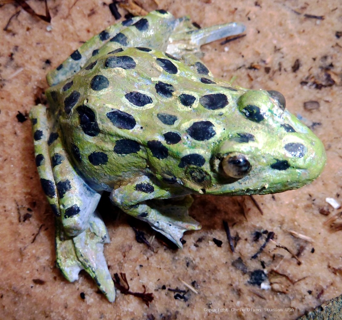 Leopard Frog 3in 156