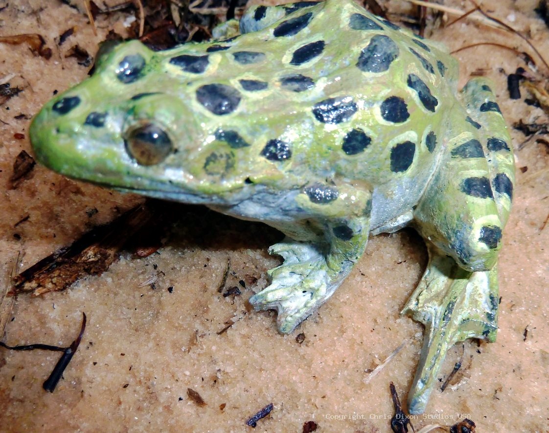 Leopard Frog 3in 157