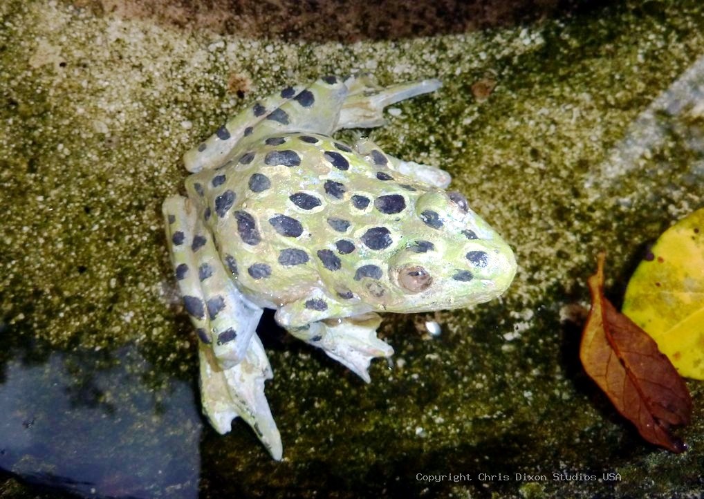 Leopard Frog 3in 164