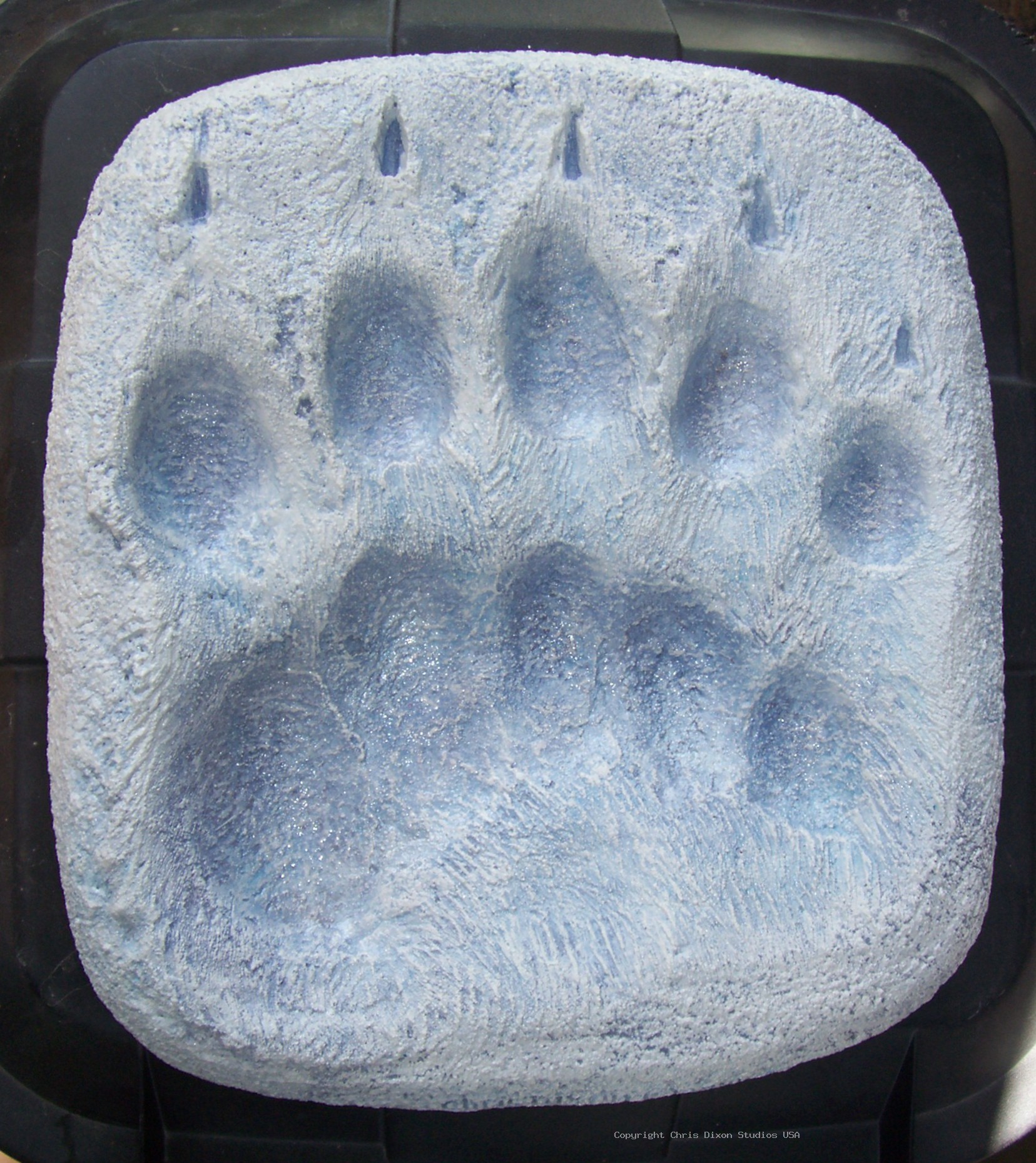 Polar Bear Paw78