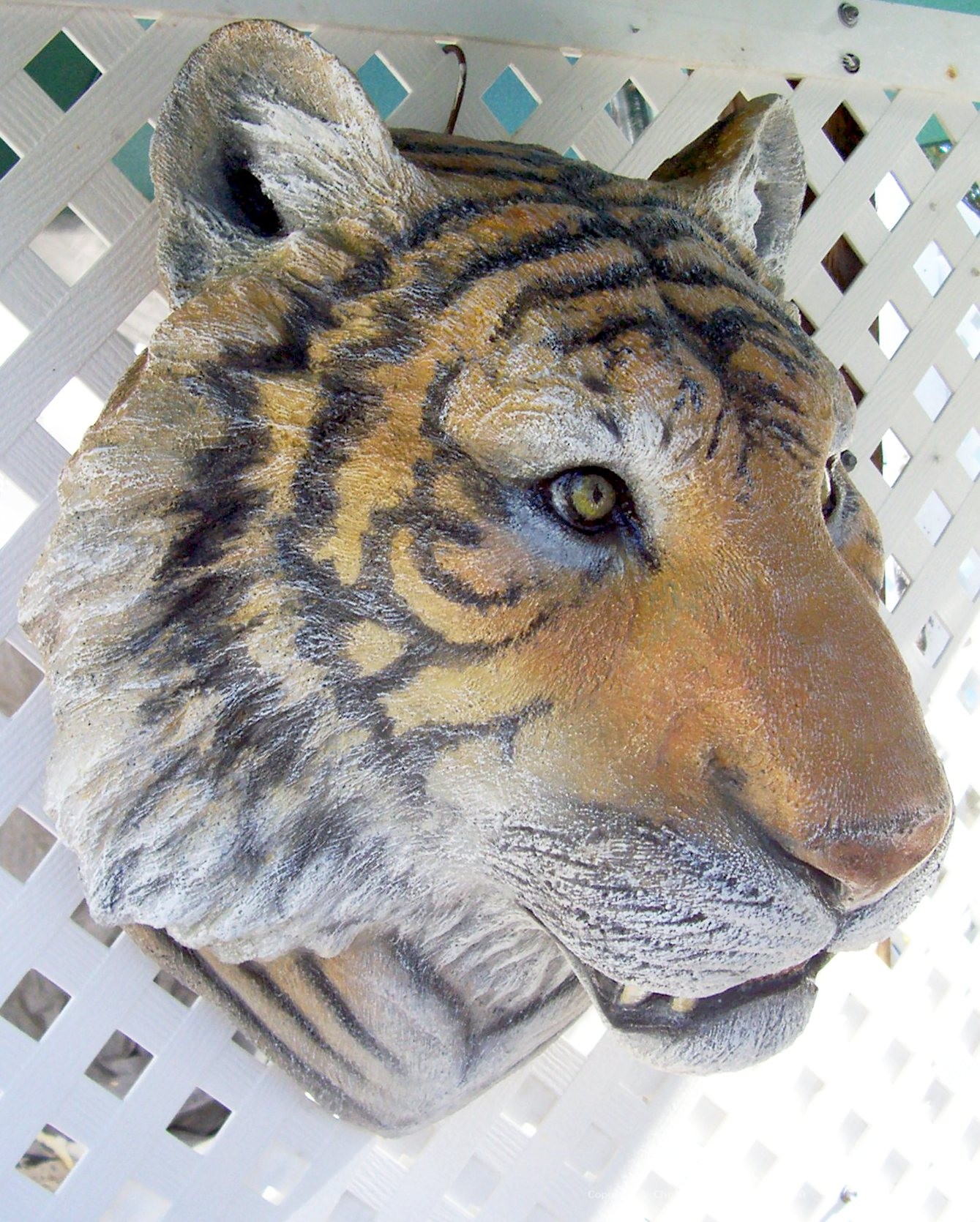 Tiger Head 21x17x14 R