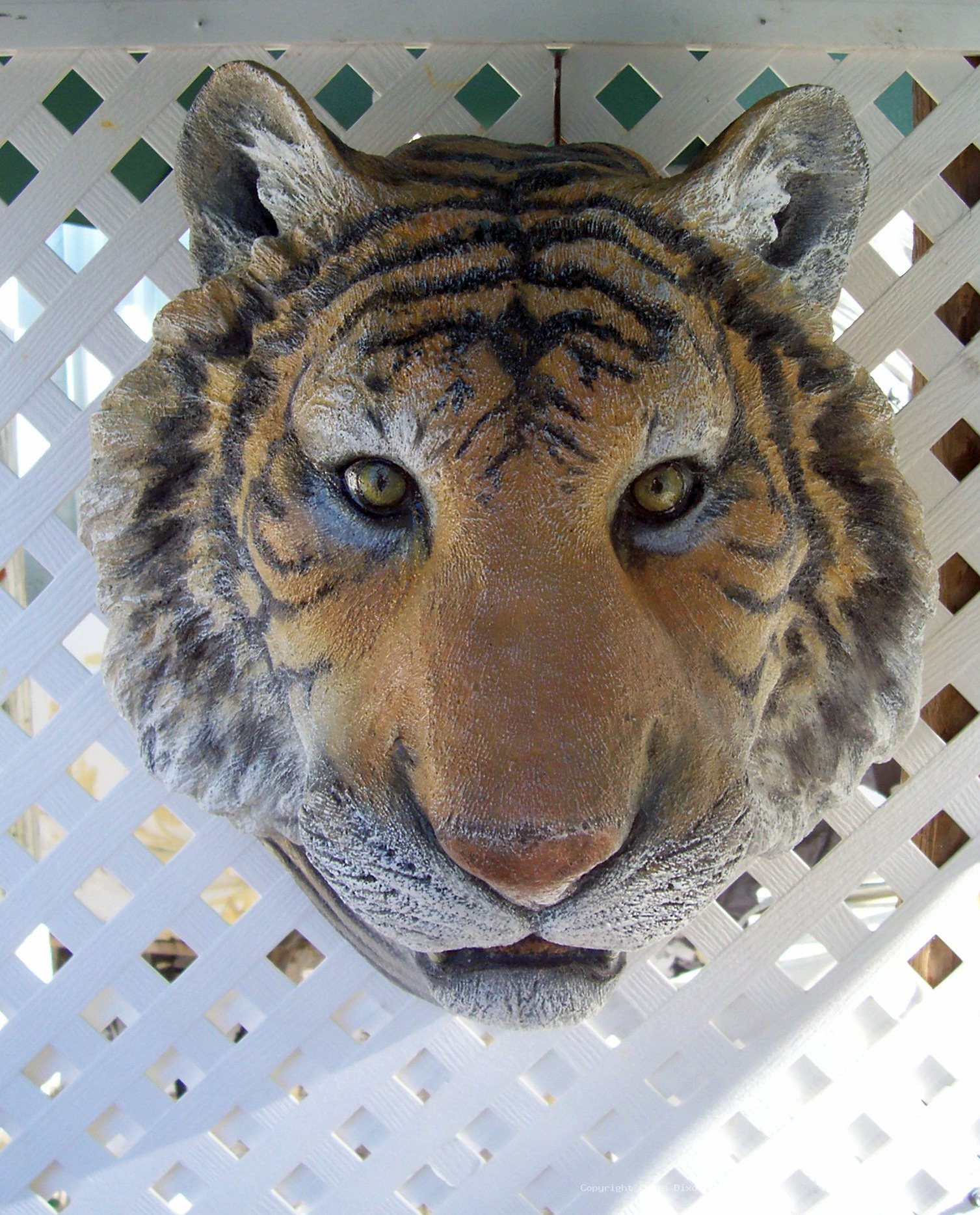 Tiger Head 21x17x14face