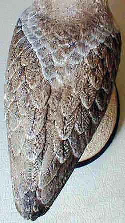 12 1 Sanderlingbody250445