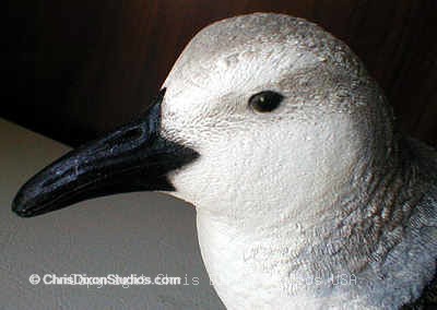 12 1 Sanderlinghead400284