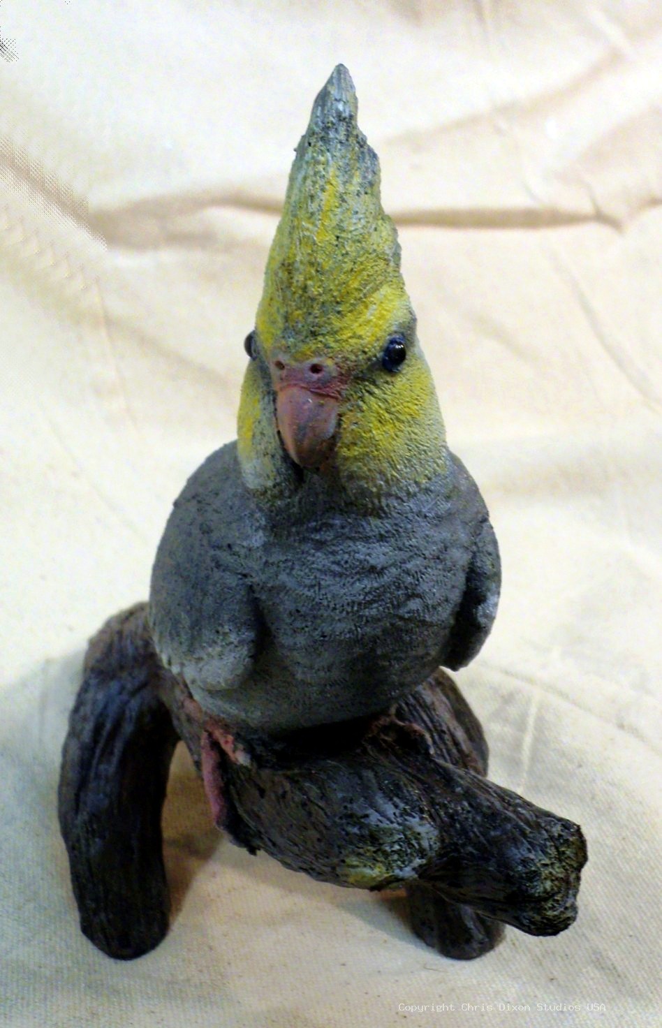 13 1 Cockatiel Lombardi 689