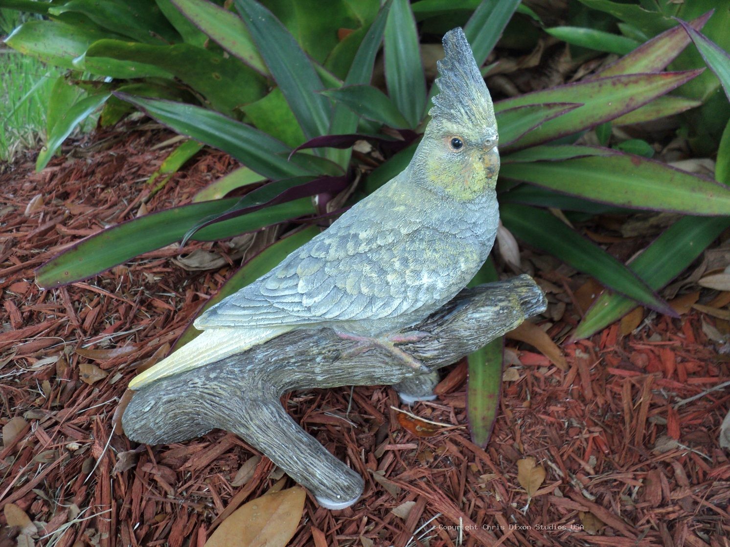 13 1 Cockatiel Pearl Pied