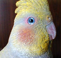 13 1 Cockatielhead200191