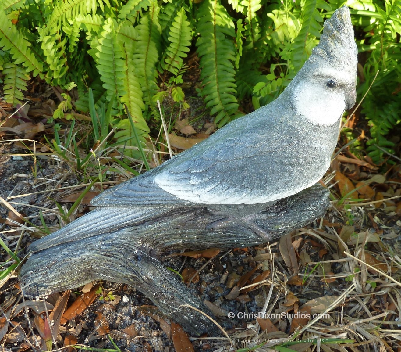 13 1 Cockatiel Pepper 250