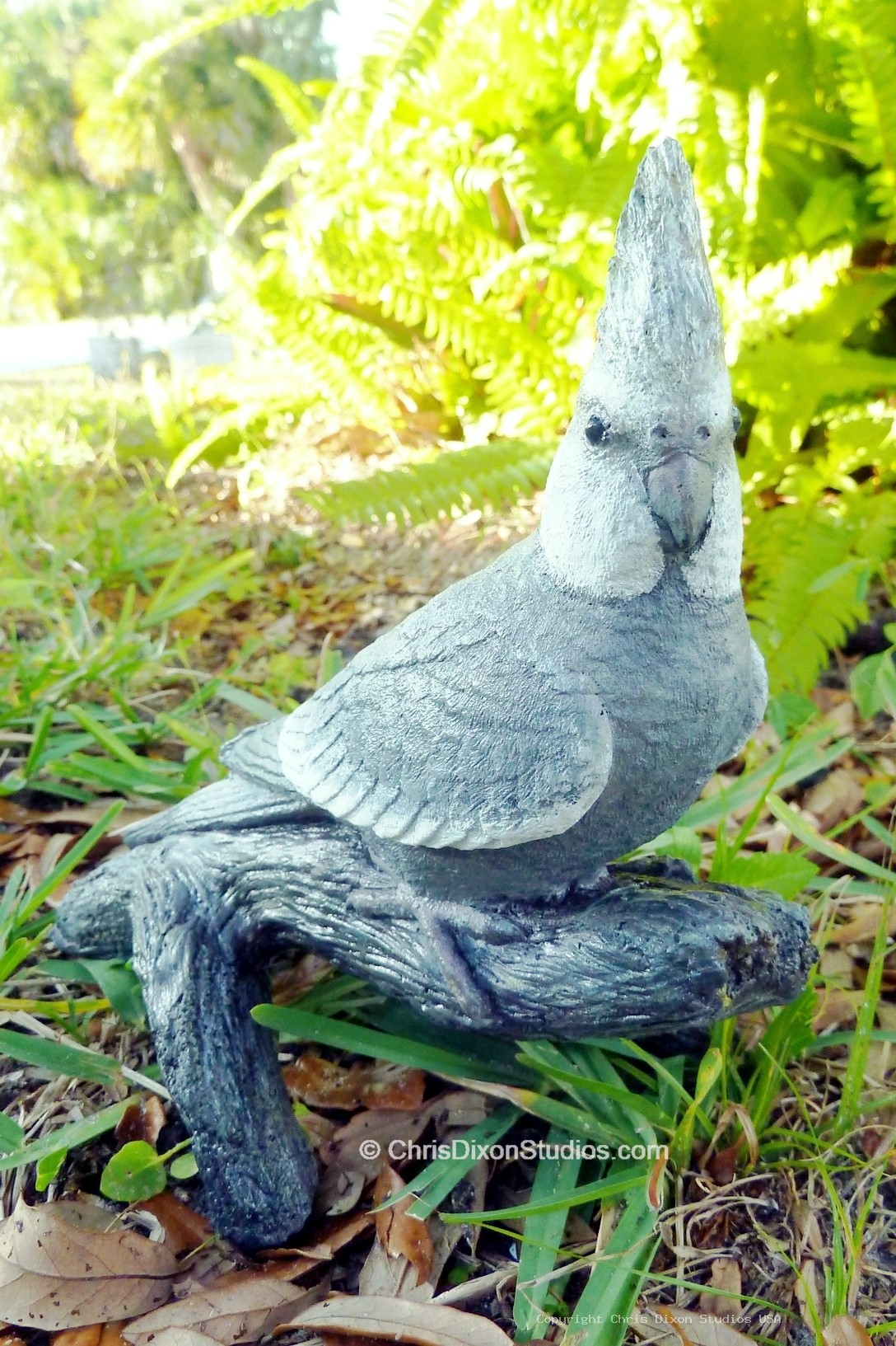 13 1 Cockatiel Pepper 254