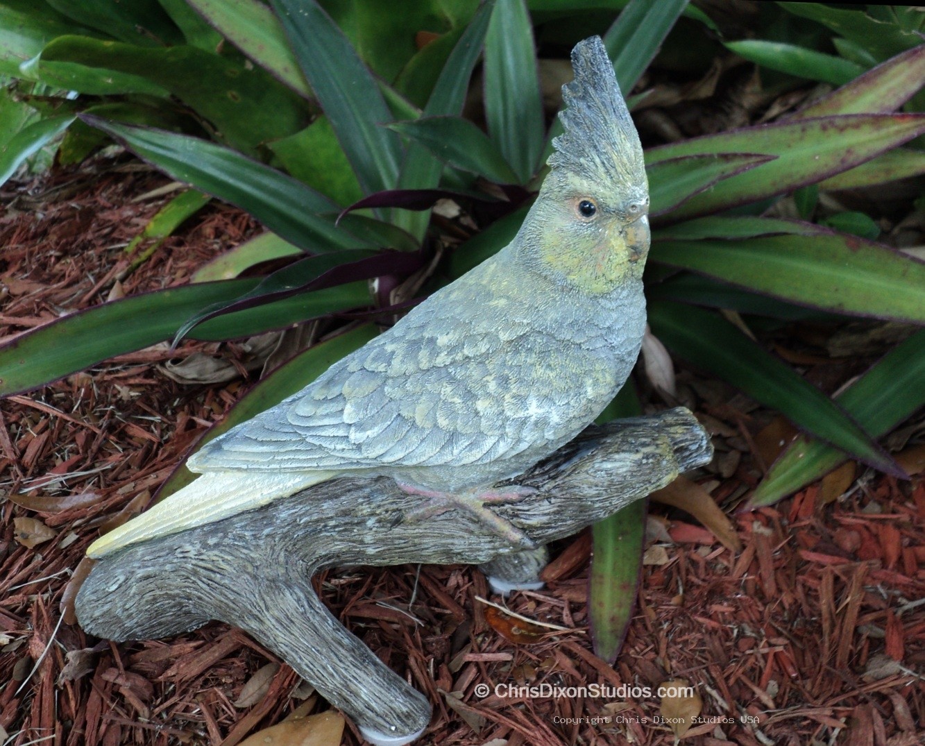 13 1 Cockatiel Pied78