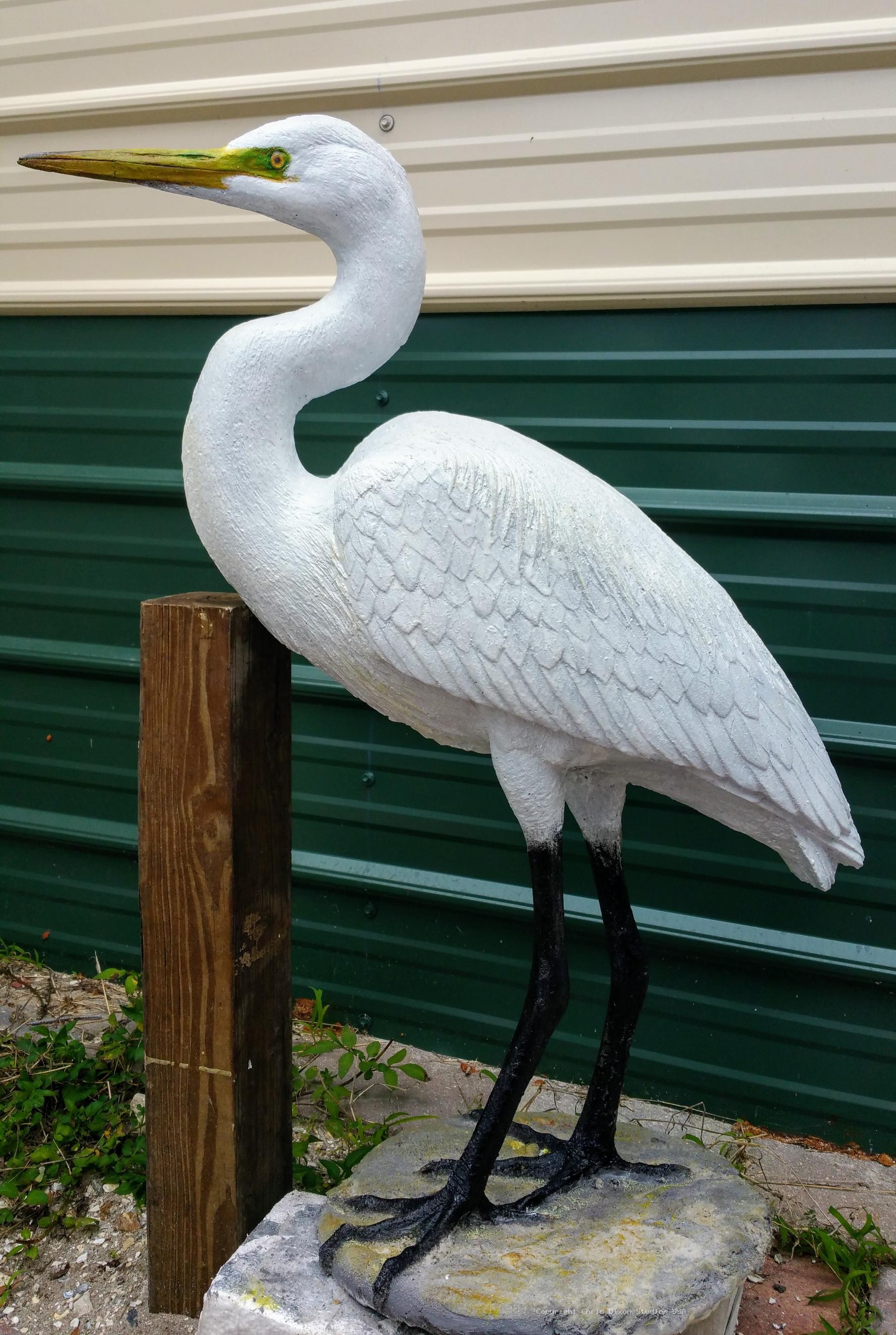American Egret 409