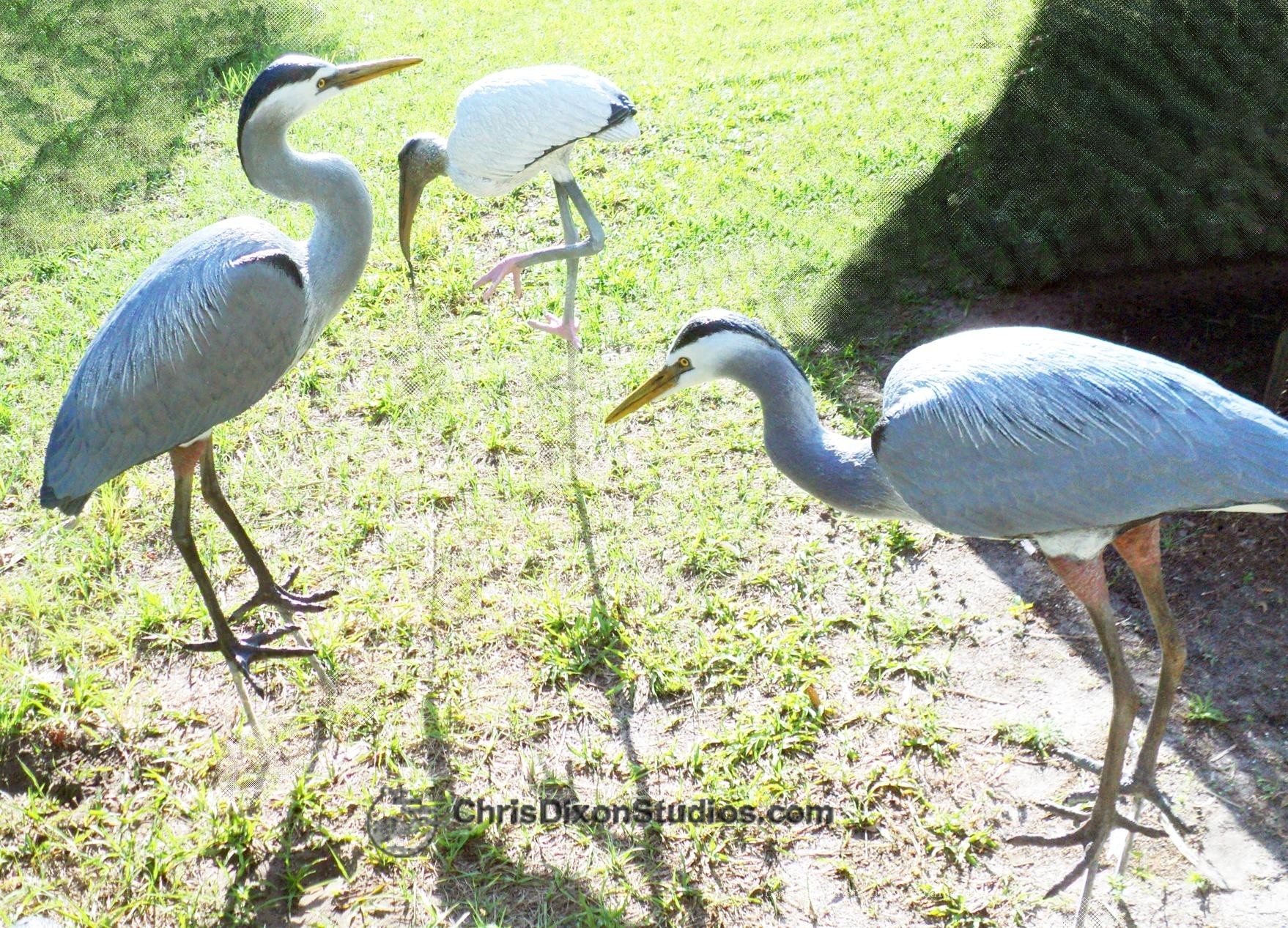 Great Blue Herons Custom 533