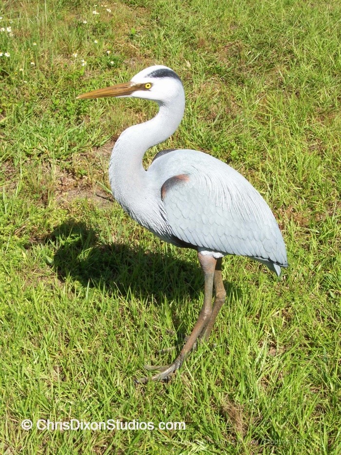 Heron 0858