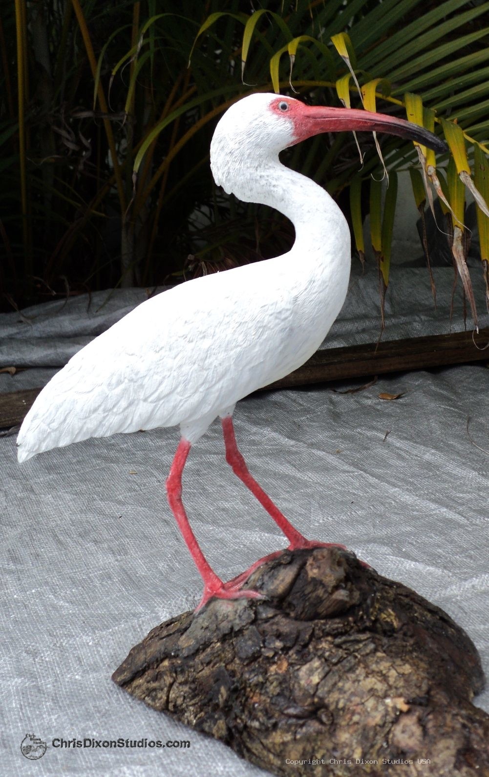 Ibis White Bird 12 906