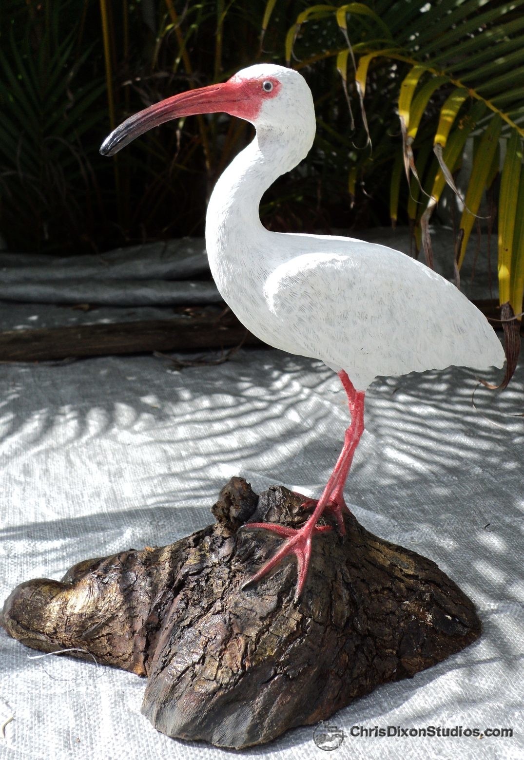 Ibis White Bird 12 908