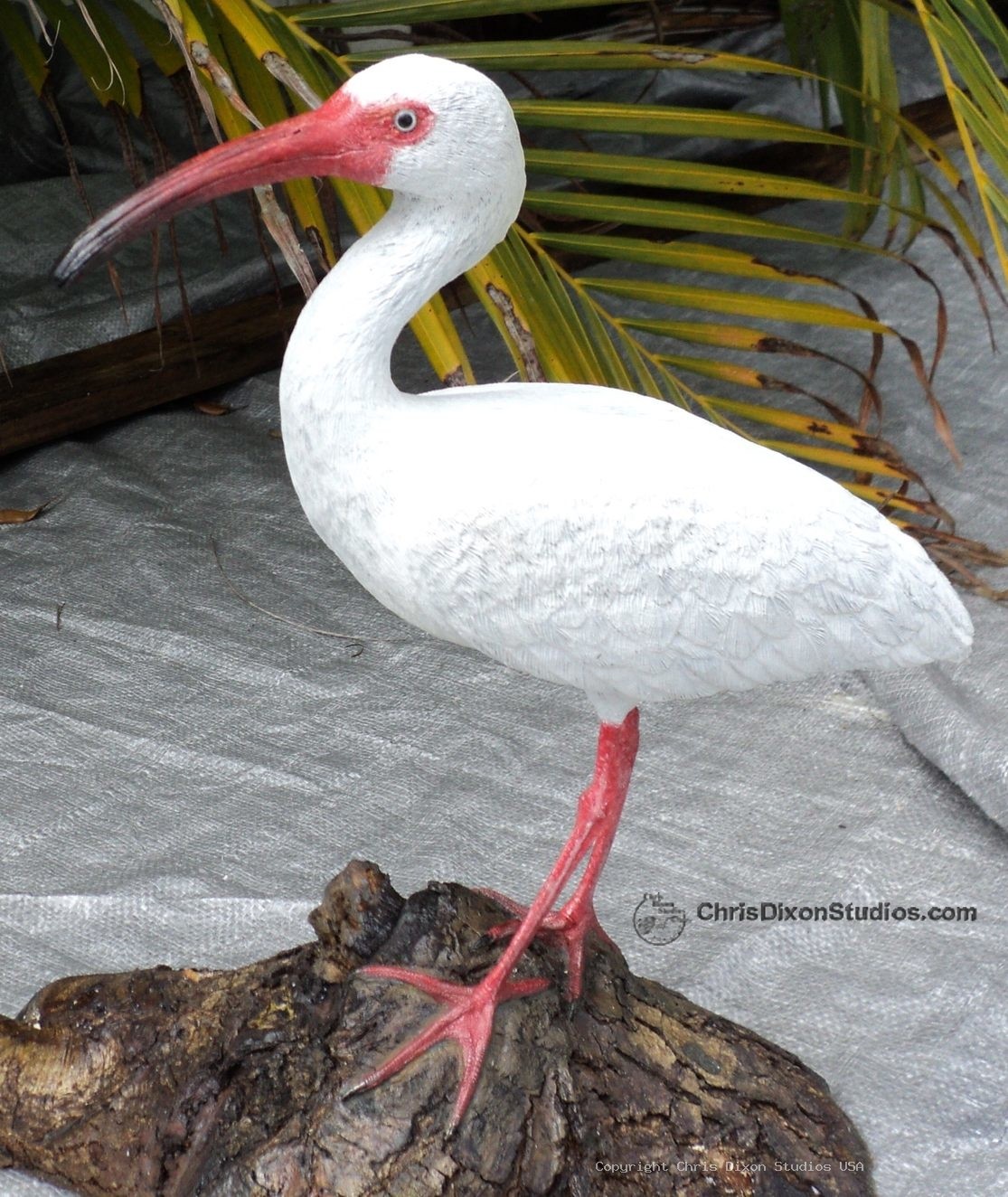 Ibis White Bird 12 912