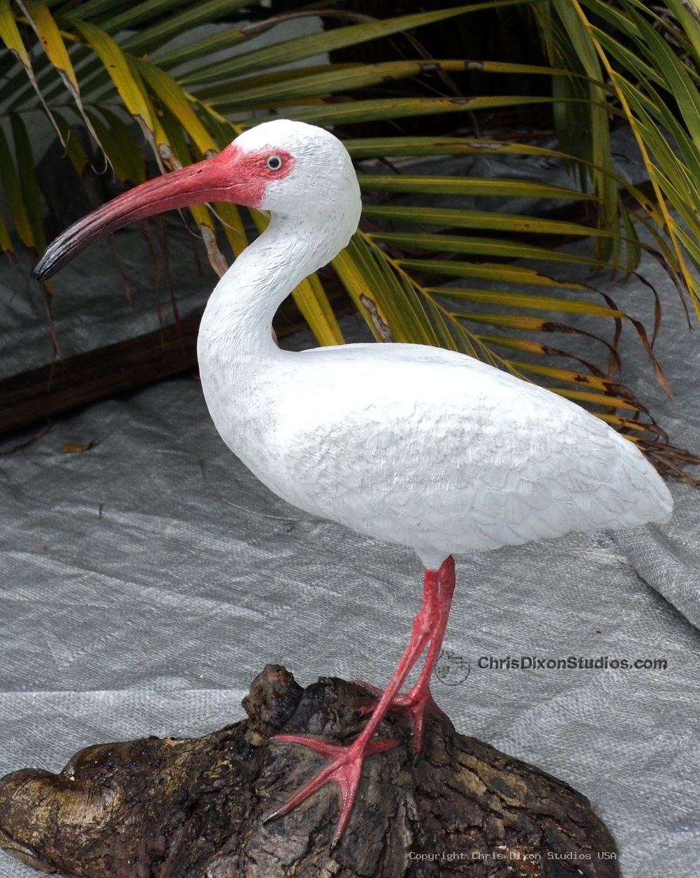 Ibis White Bird 12 913