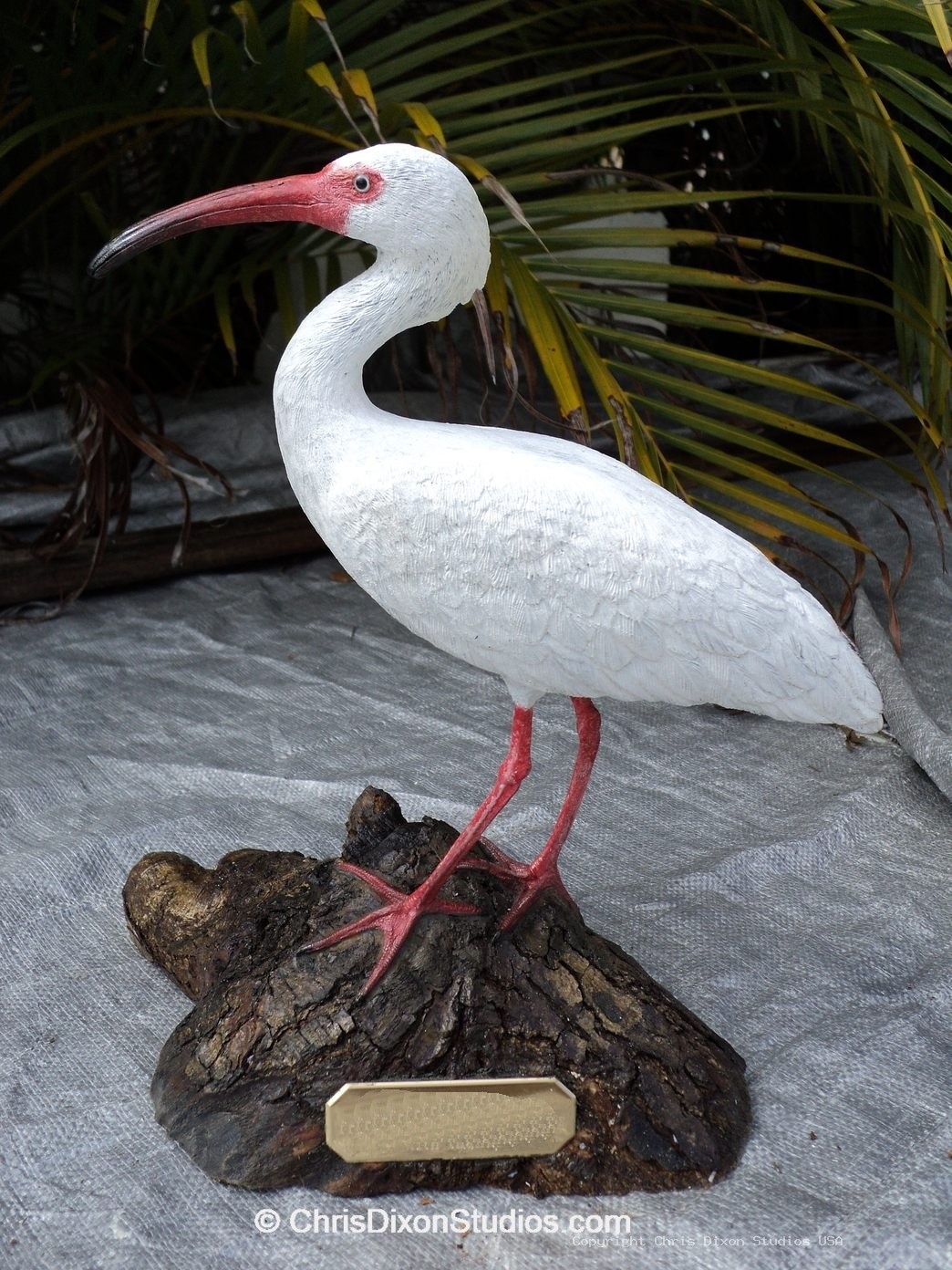 Ibis White Bird 12 915