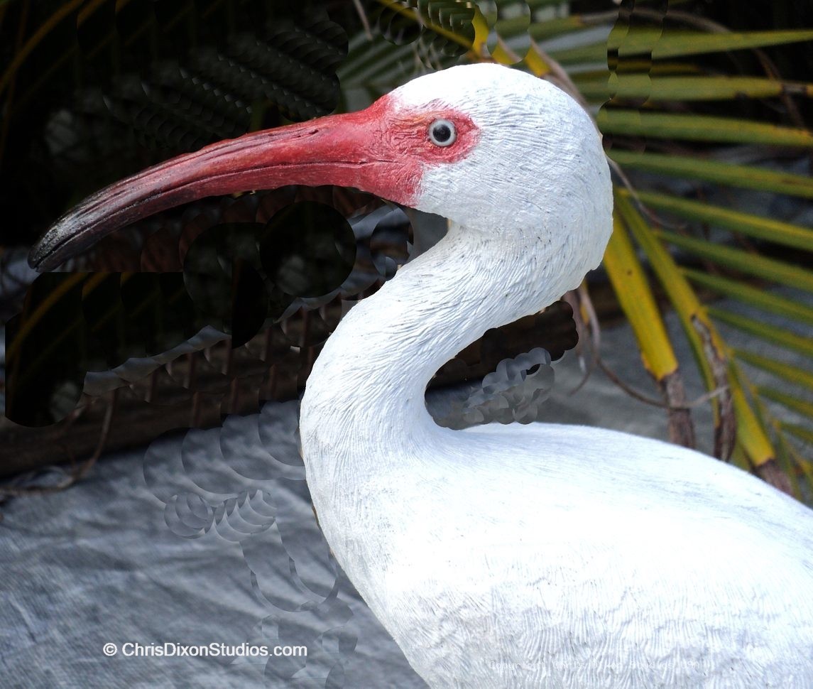 Ibis White Bird 12 921