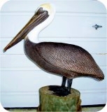 Pelican Lifesize L SIDE