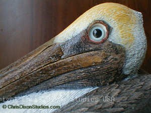 1 1a Pelicanhead300225