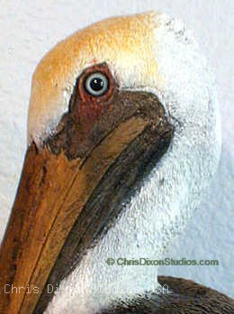 1 2a Pelicanhead260348