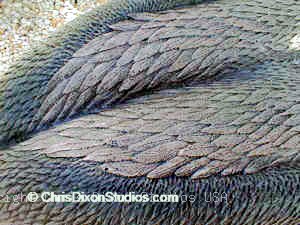 1 3a Lszb Pelican Featherdetail300225