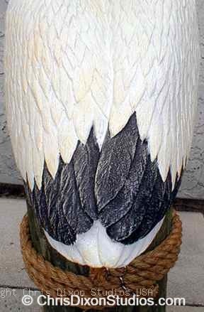 1 3b Lszwpelicanback288439