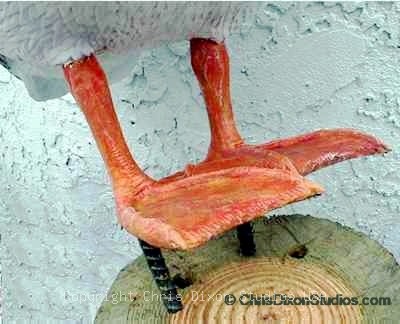 1 3b Lszwpelicanfeet400324