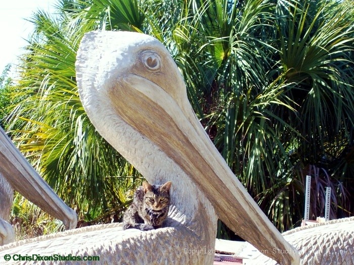 6ft Pelican Pelicat