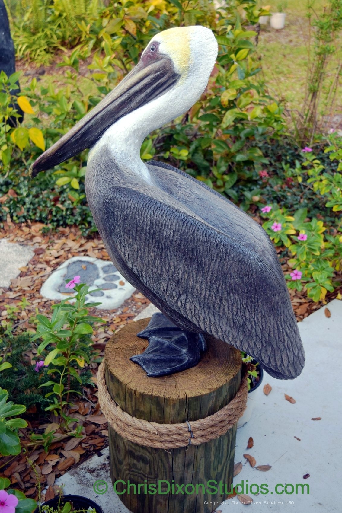 Pelican Standing Proud 011