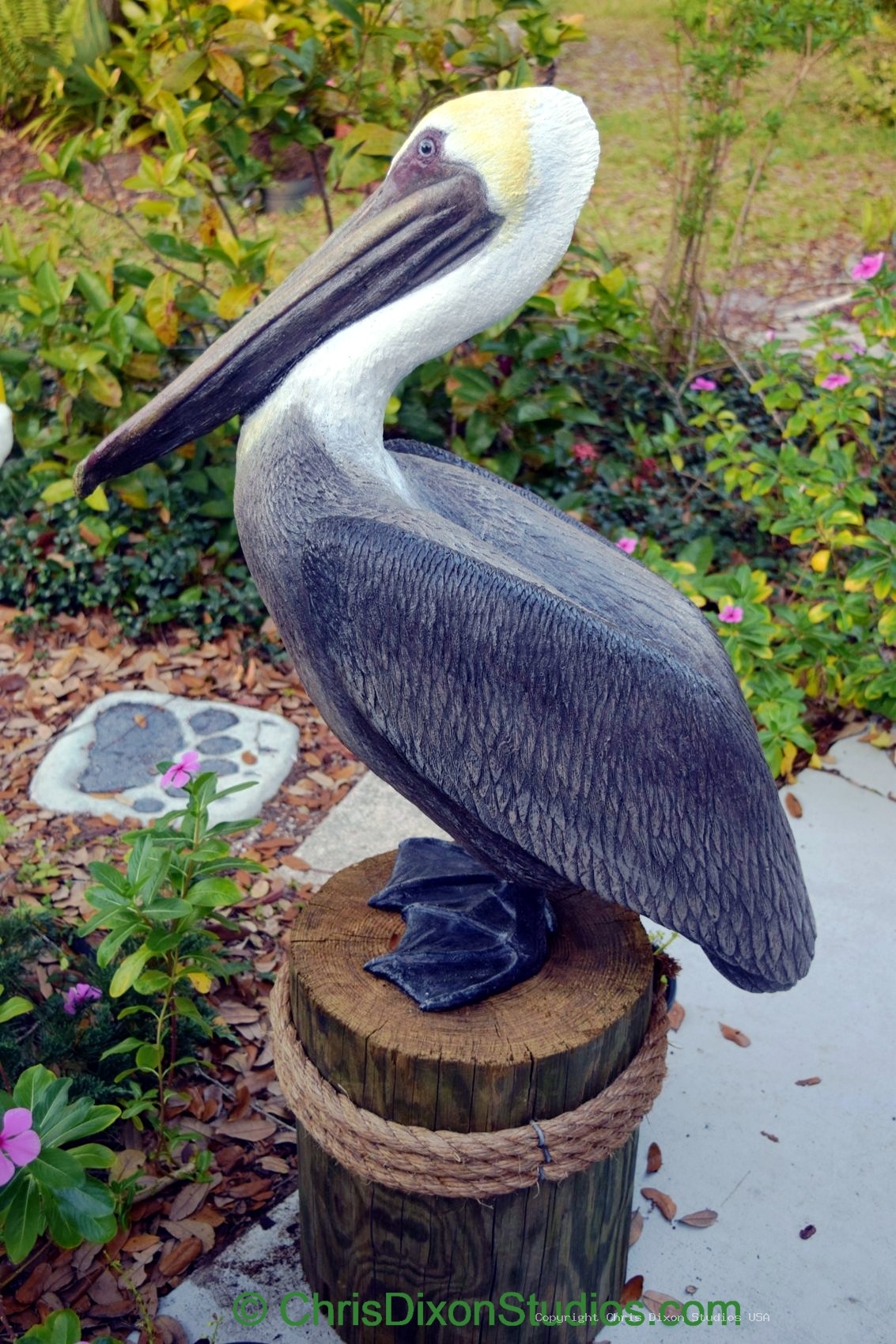 Pelican Standing Proud 012
