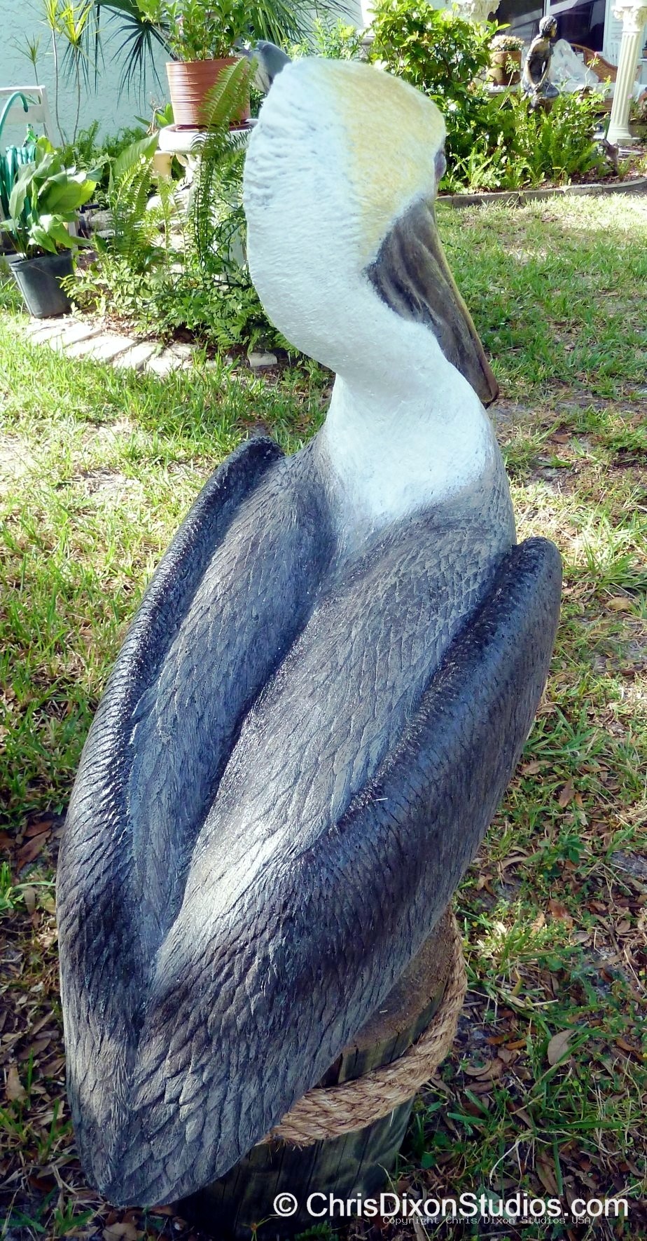 Pelican Standing Proud 113