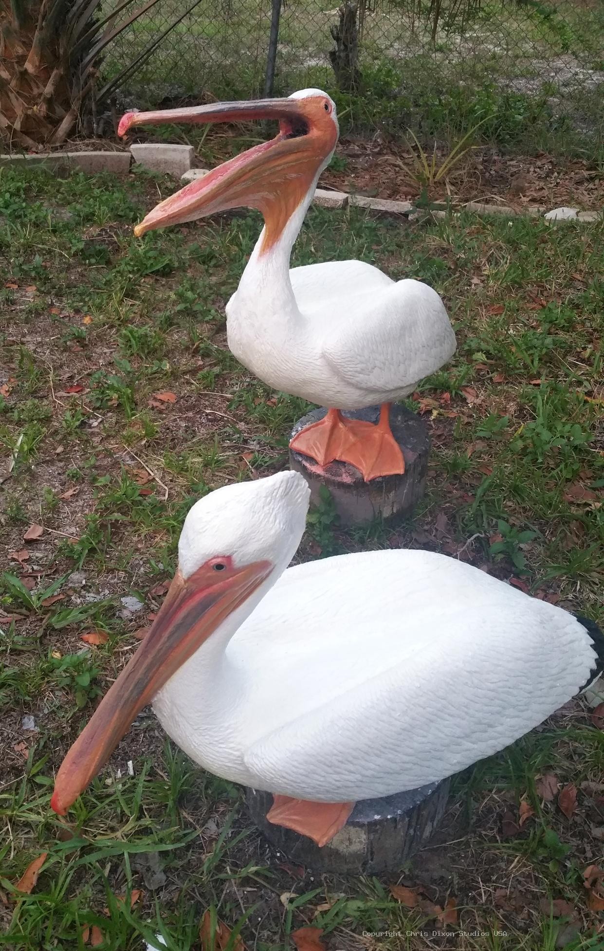 White Pelicans Custom 437