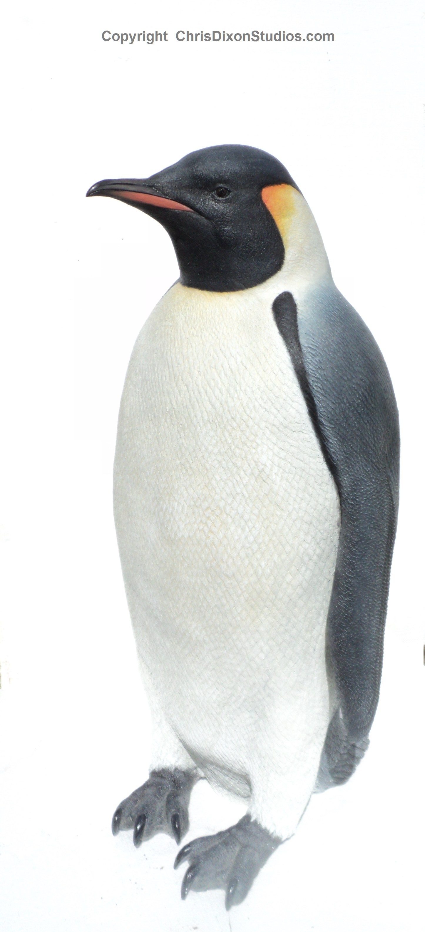 Emperor Penguins 29