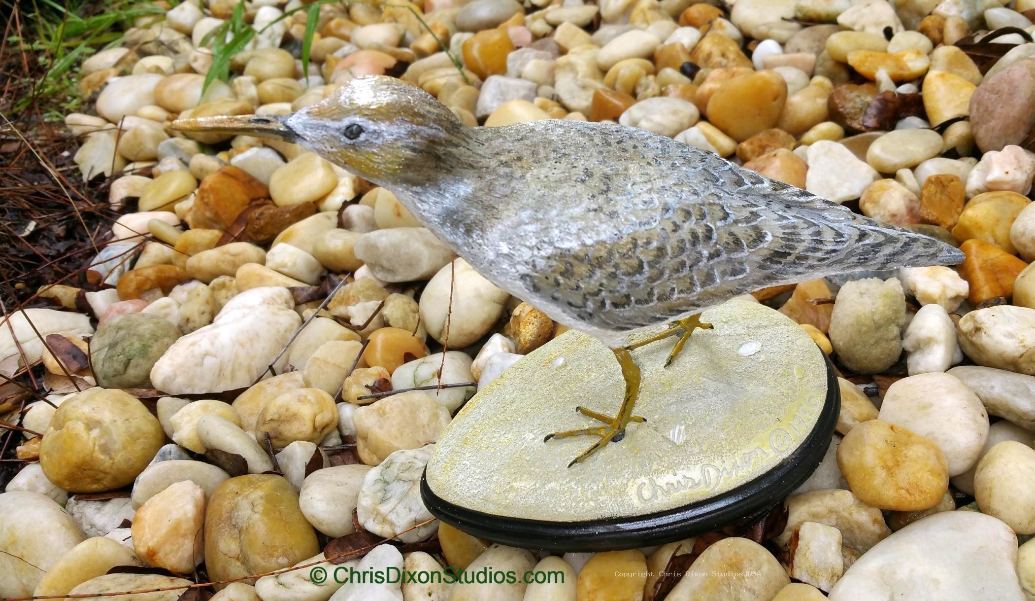 Spotted Sandpiper 359