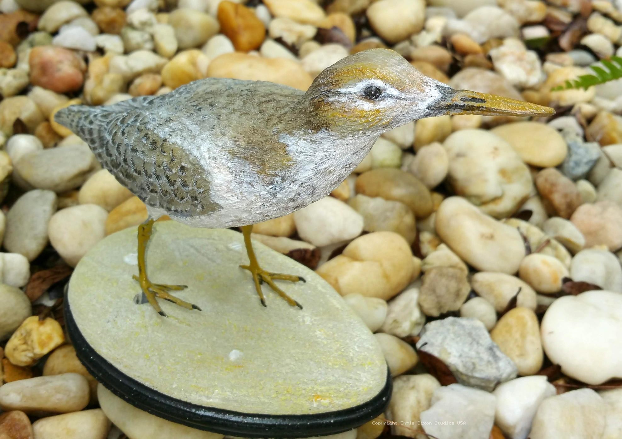 Spotted Sandpiper 423