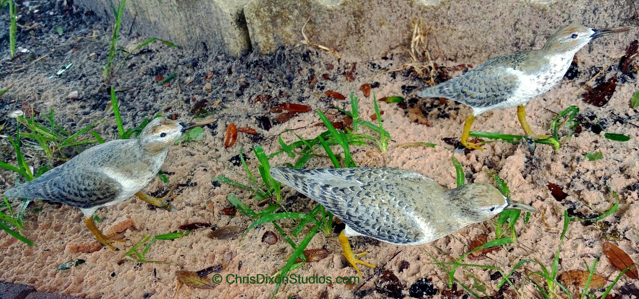 Spotted Sandpiper 751
