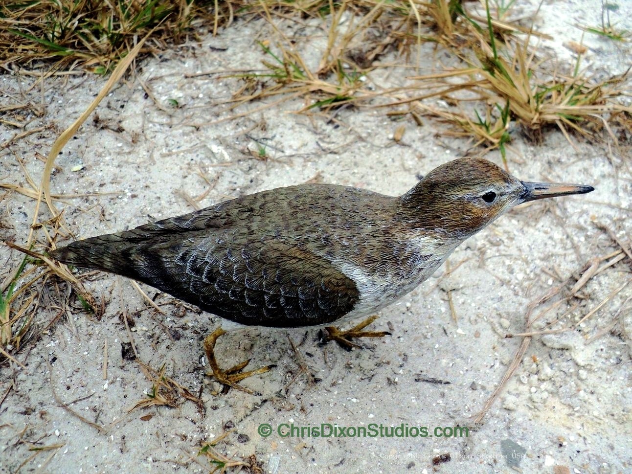 Spotted Sandpiper Lifesize