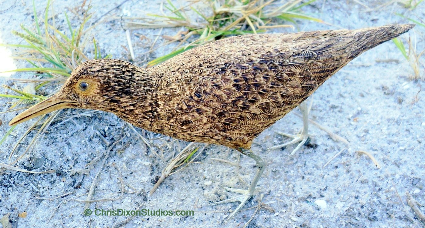 Spotted Sandpiper 00