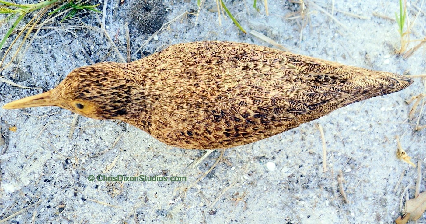 Spotted Sandpiper 01