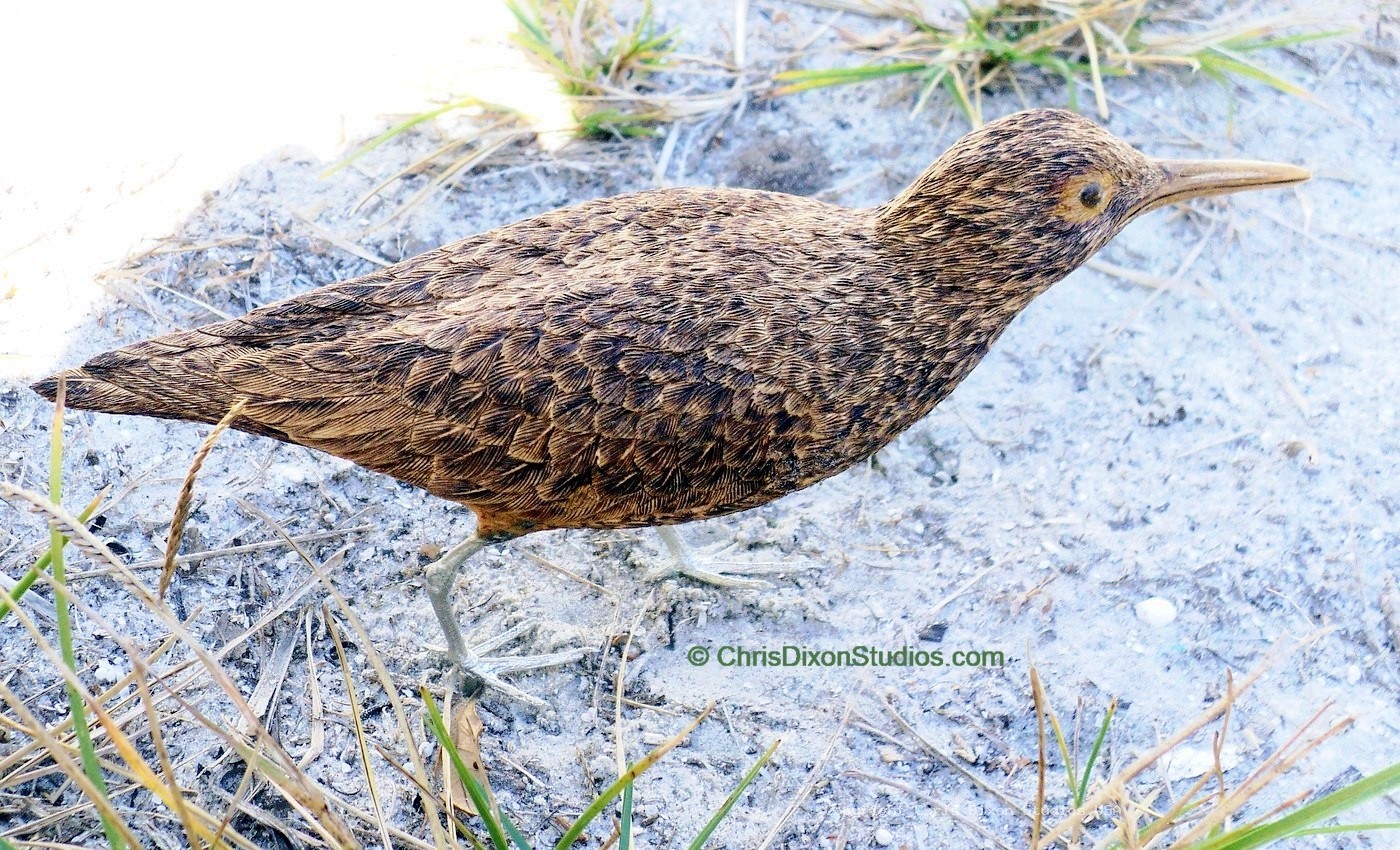 Spotted Sandpiper 02
