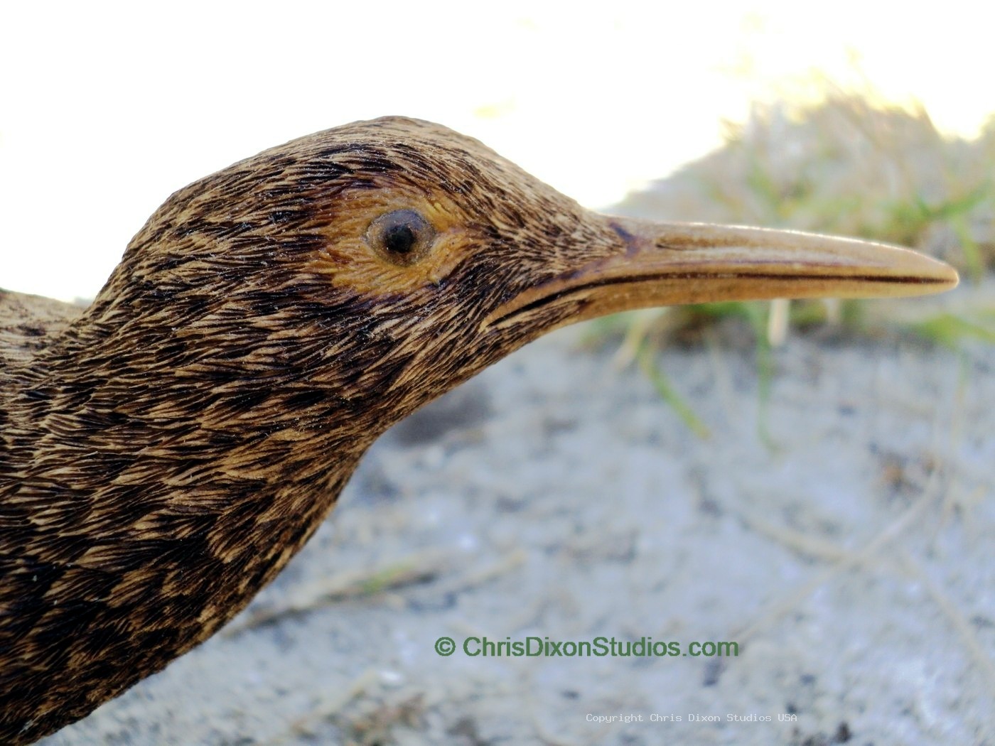 Spotted Sandpiper 04