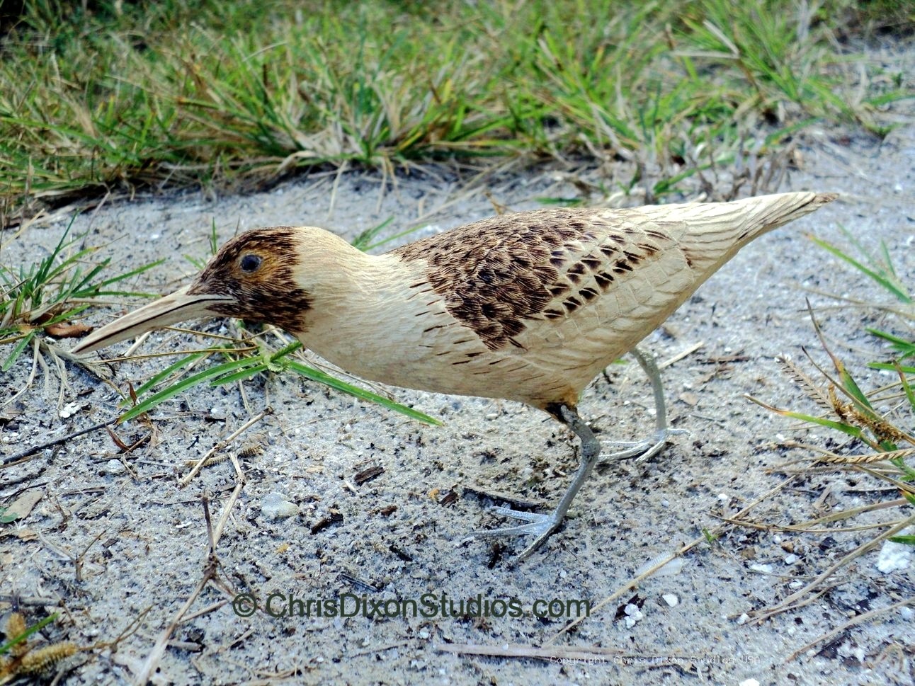 Spotted Sandpiper 69