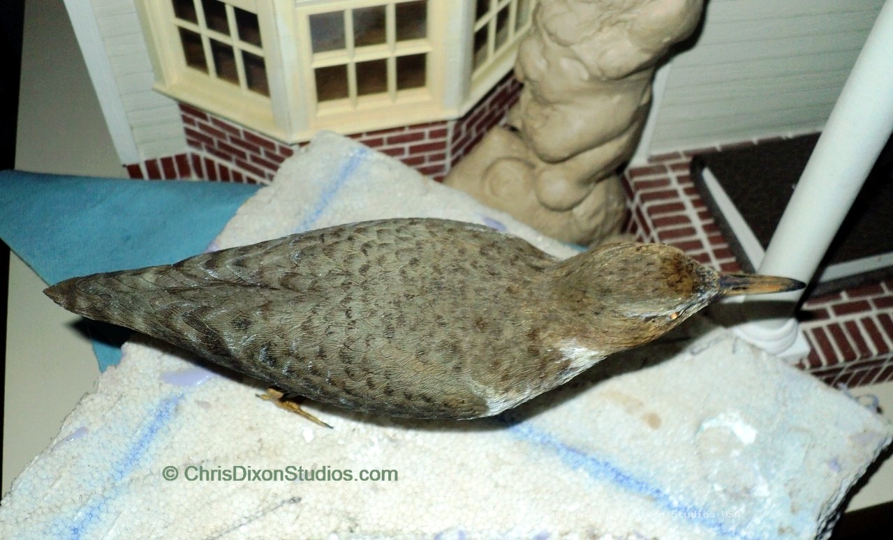 Spotted Sandpiper 831