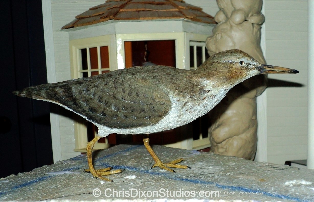 Spotted Sandpiper 832