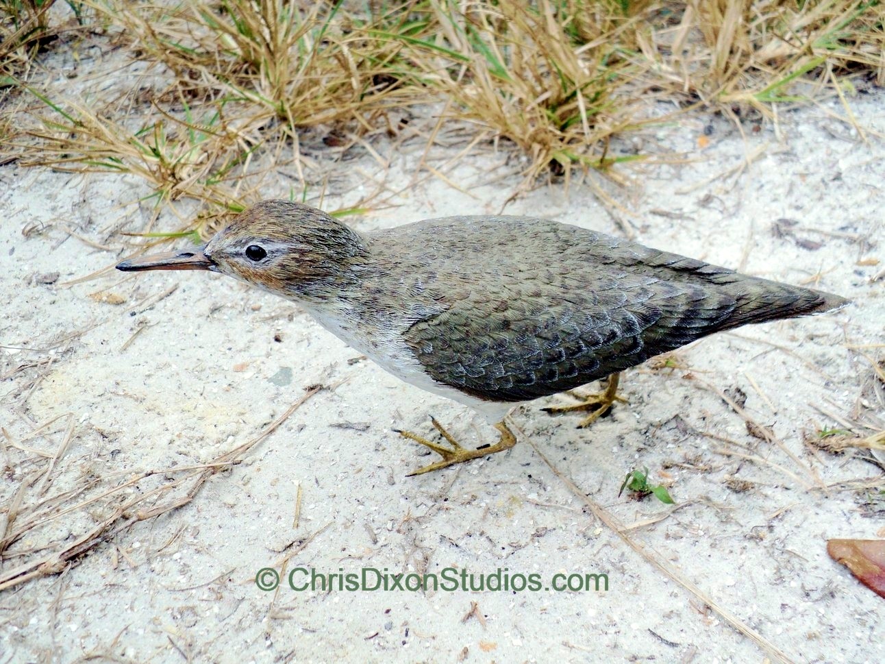 Spotted Sandpiper 846