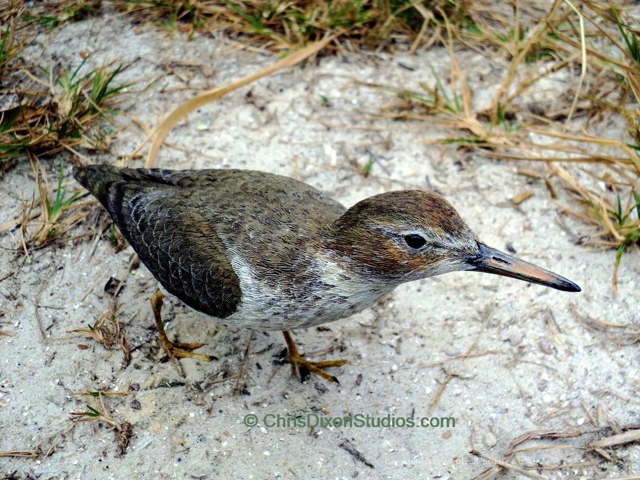 Spotted Sandpiper 849