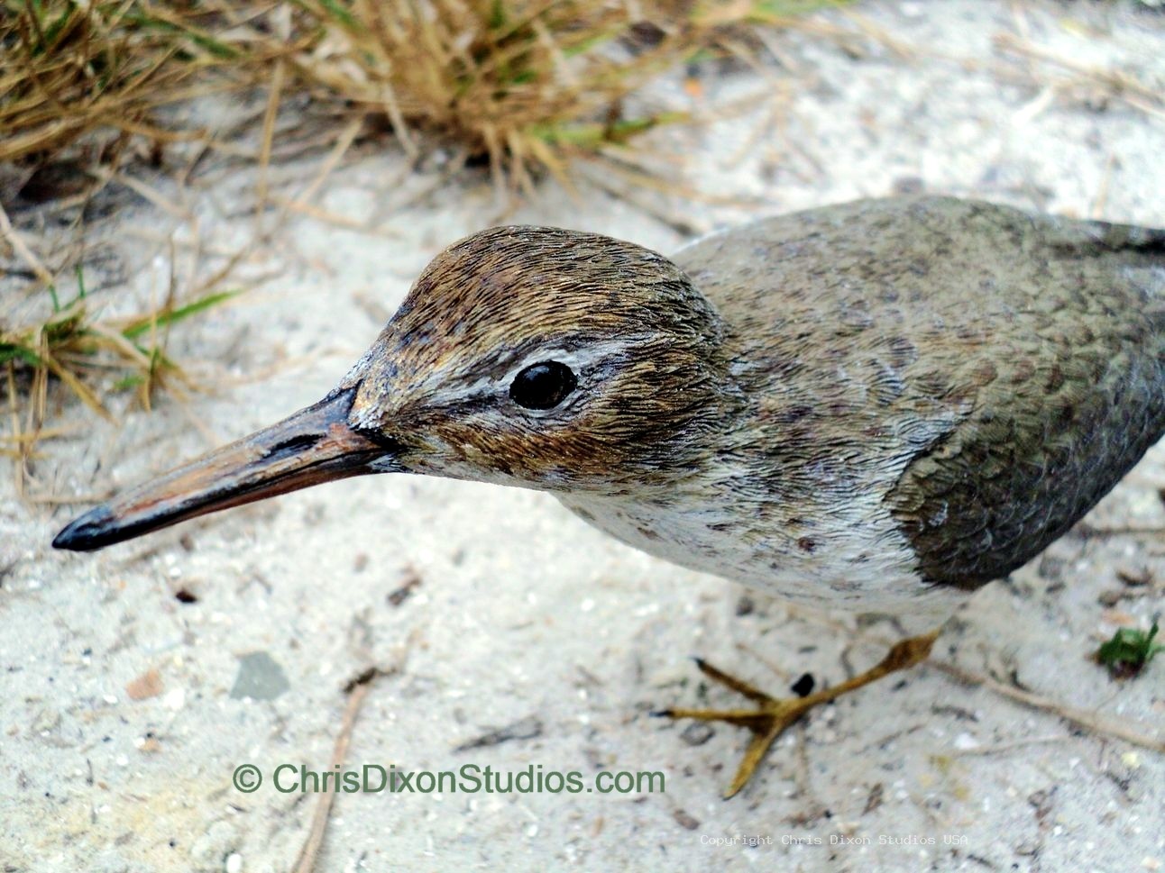 Spotted Sandpiper 851