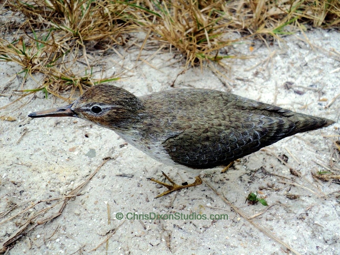 Spotted Sandpiper 852